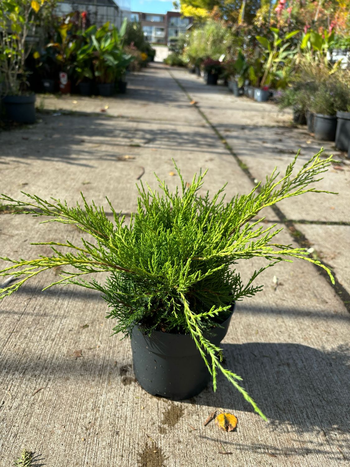 Juniperus media Old Gold (Jeneverbes) OP=OP