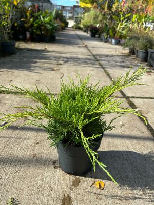 Juniperus media Old Gold (Jeneverbes) OP=OP