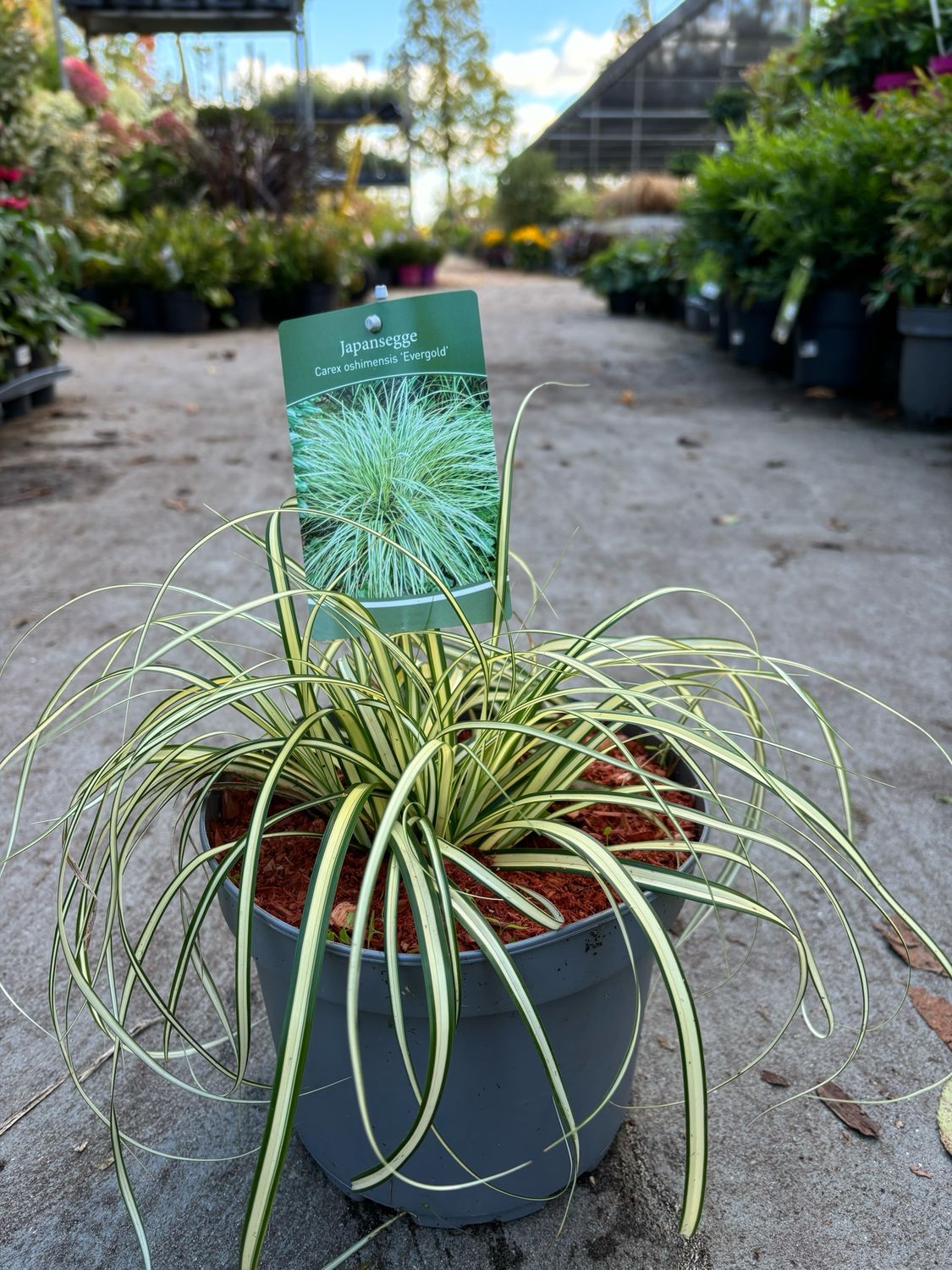 Carex oshimensis 'Evergold (Zegge) OP=OP