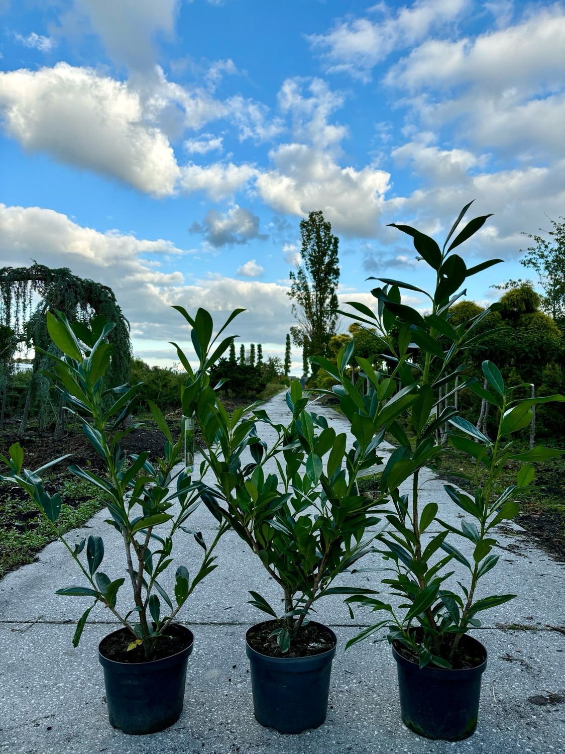 Prunus Caucasica (Laurierkers)  OP=OP