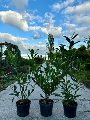 Prunus Caucasica (Laurierkers)  OP=OP
