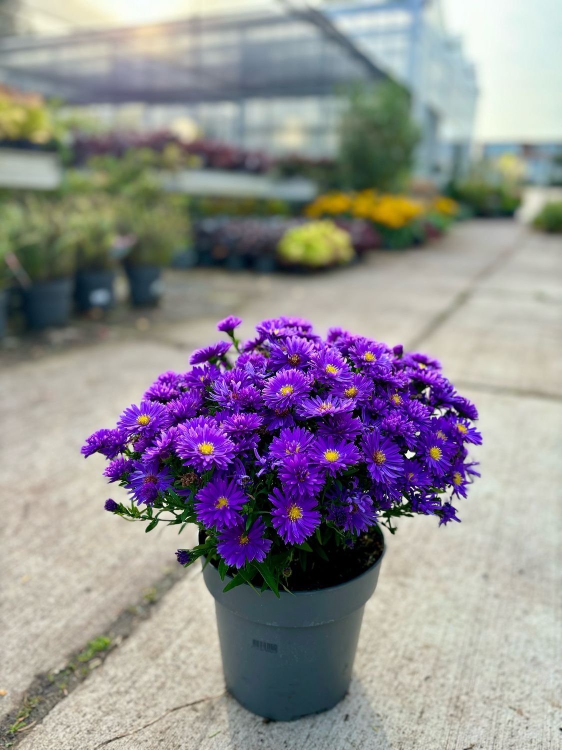 Asters (Aster) OP=OP