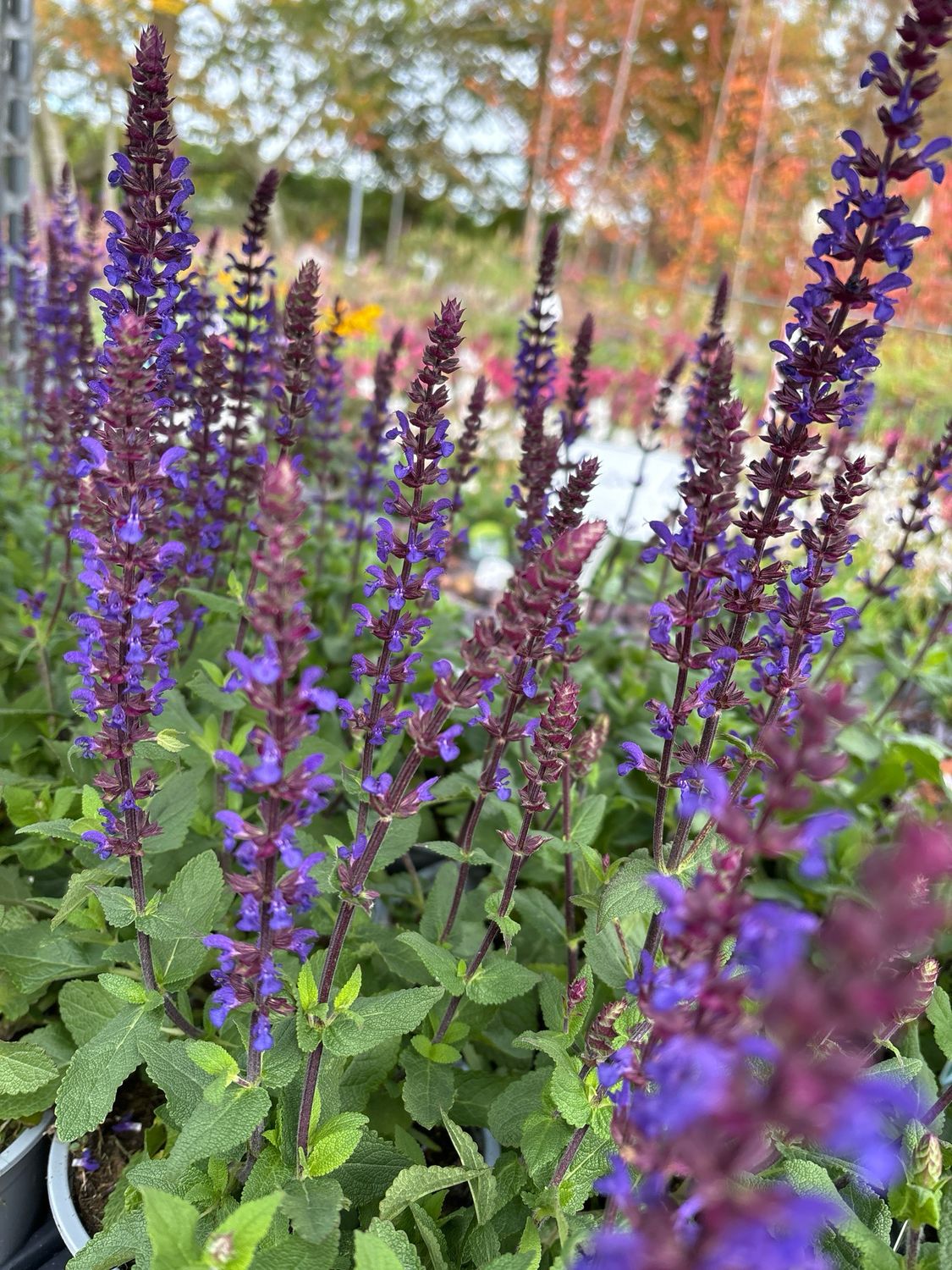 Salvia(Salie) verschillende soorten 3 Voor €10 OP=OP