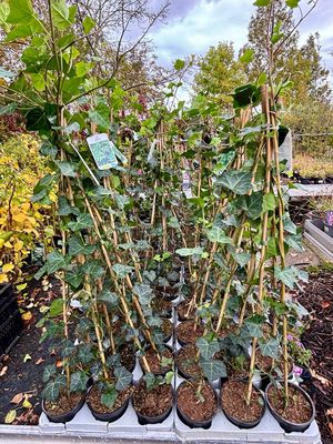 Hedera (Klimop) OP=OP