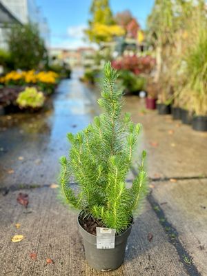 Pinus pinea 'Silver Crest'
