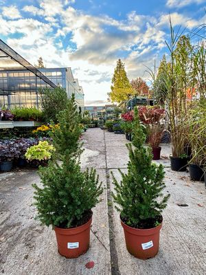 Picea glauca Conica (Spar) OP=OP