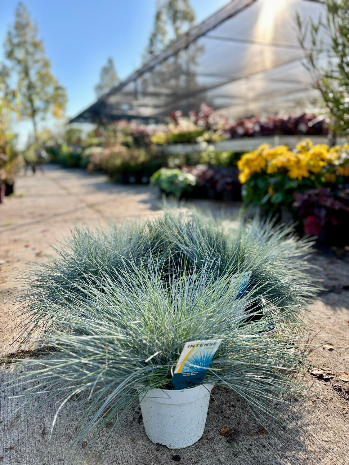 Festuca Glauca Intense Blue (Blauw schapengras) OP=OP