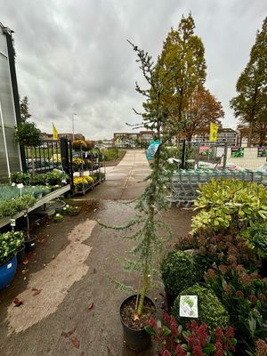 Cedrus libani 'Glauca' (Atlasceder)