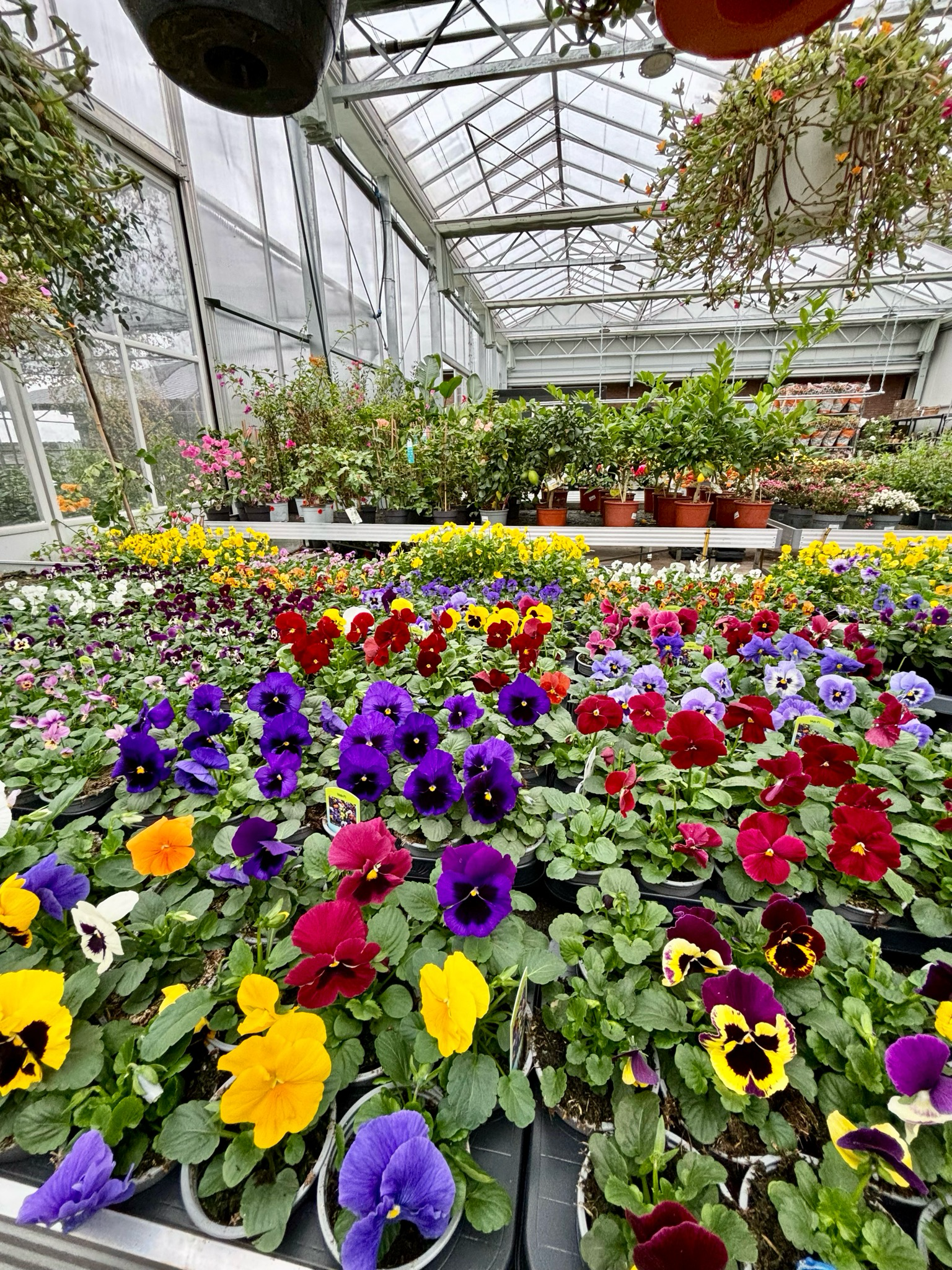 Violen (Viool) trays 18 stuks OP=OP