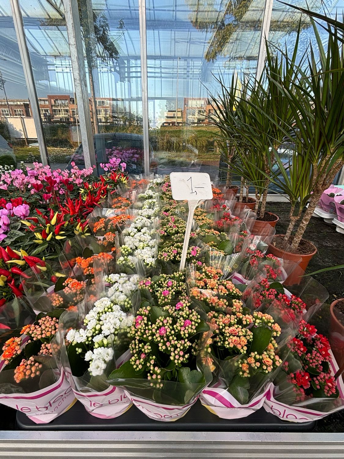 Kalanchoe blossfeldiana (kamerplant)