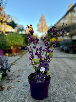 Callicarpa Profusion (Schoonvrucht) OP=OP