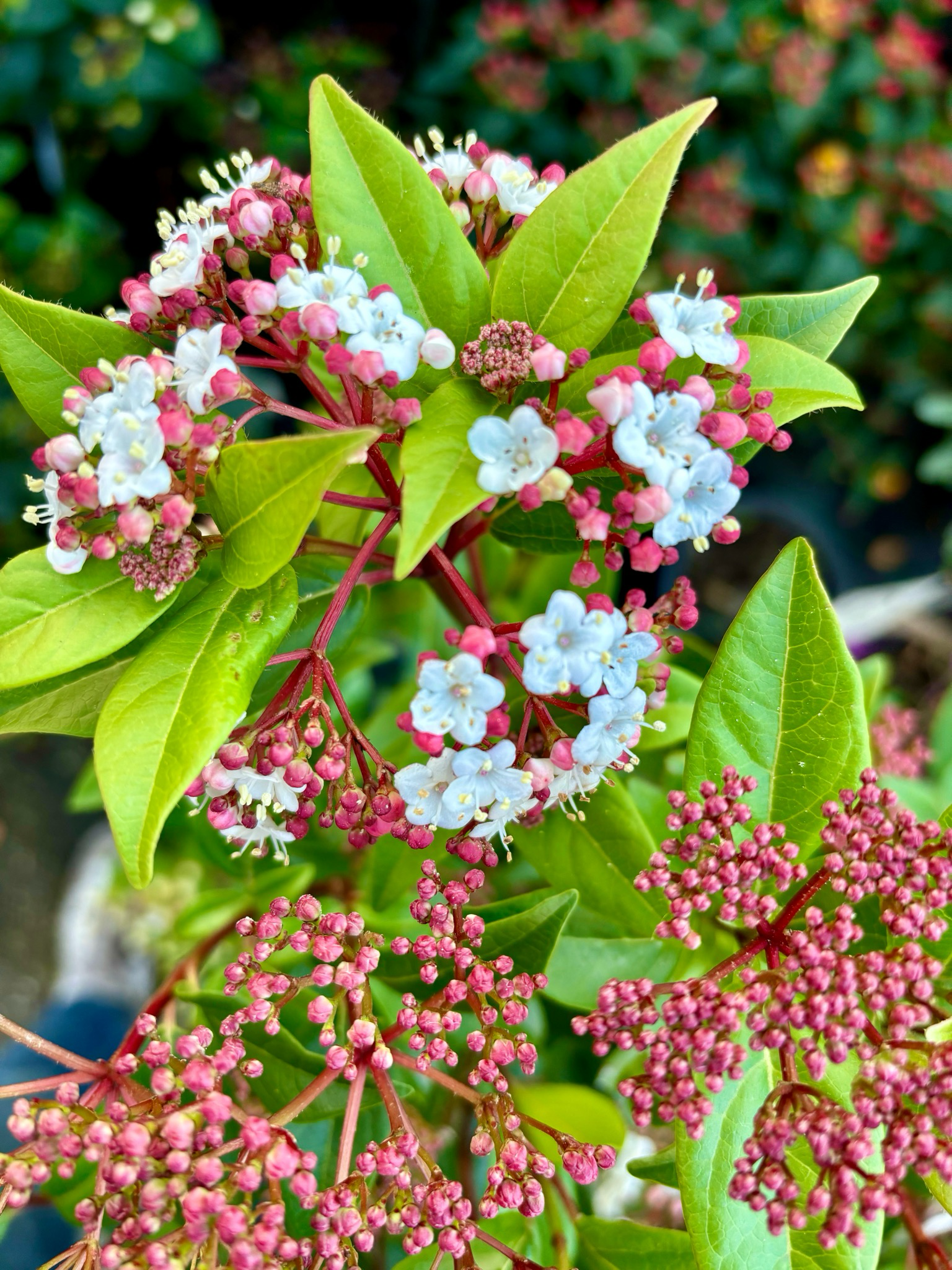 Sneeuwbal (Viburnum Tinus op stam ) OP=OP