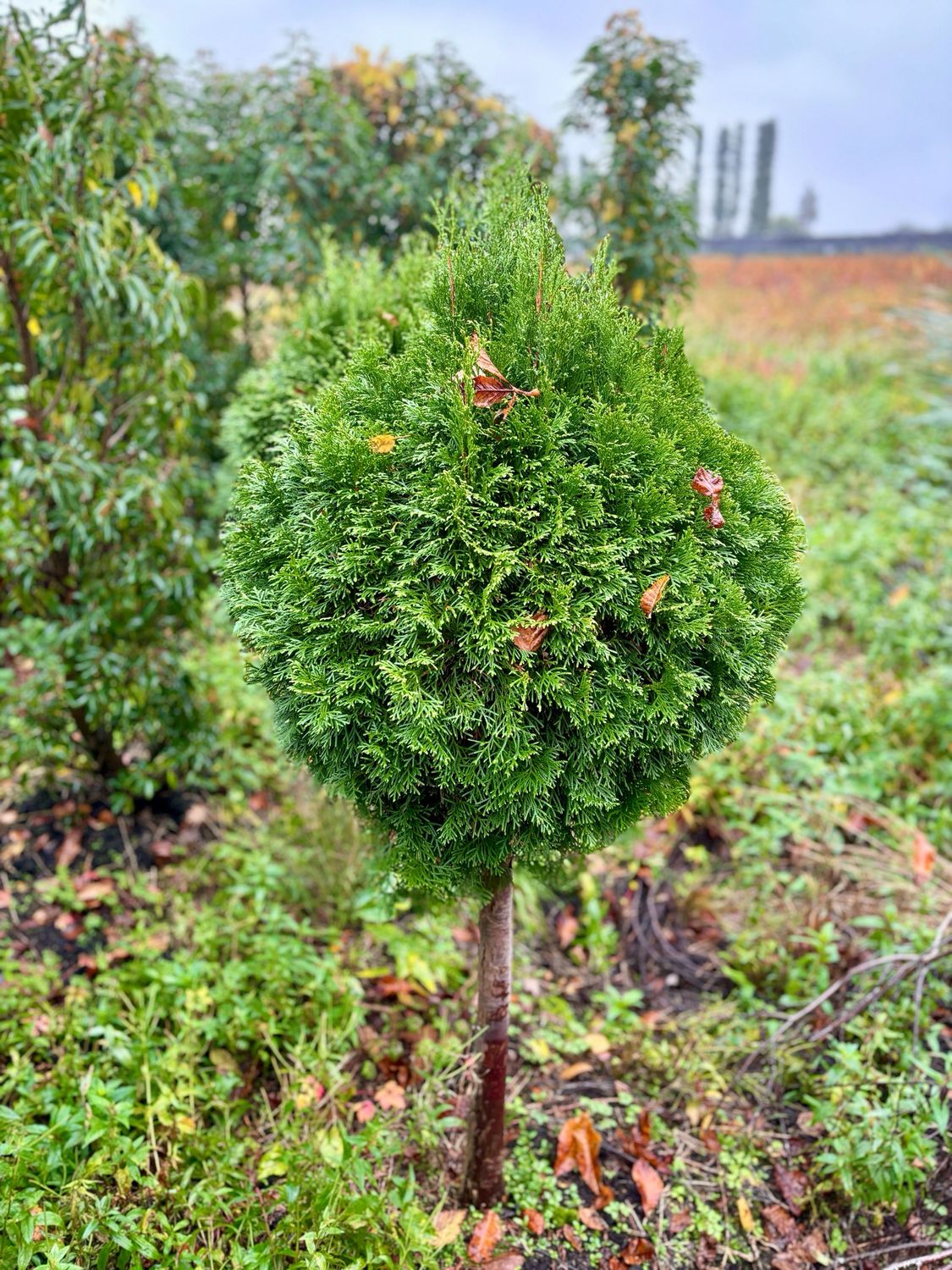 Thuja (Levensboom op stam)OP=OP