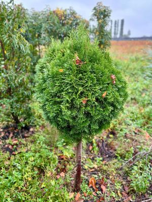Thuja (Levensboom op stam)OP=OP