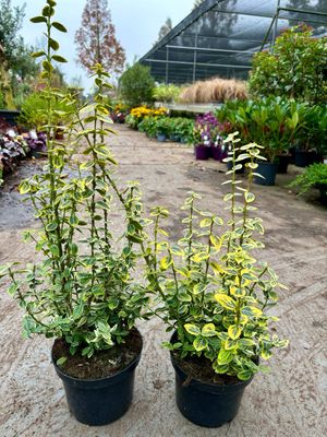 Euonymus fortunei 'Emerald 'n Gold'  (Bontbladige kardinaalshoed) OP=OP