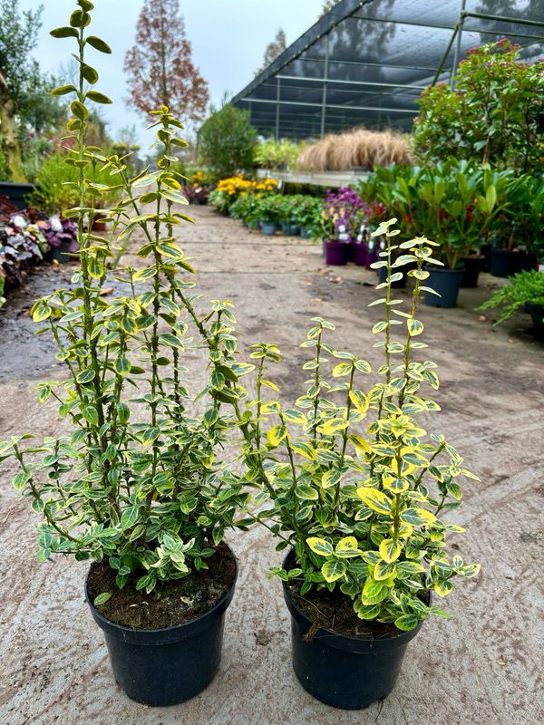 Euonymus fortunei 'Emerald 'n Gold'  (Bontbladige kardinaalshoed) OP=OP