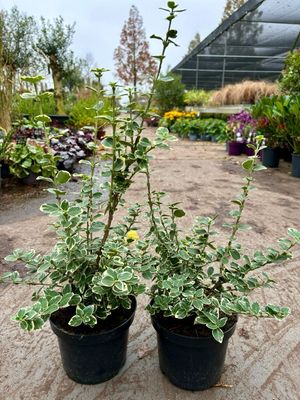 Euonymus fortunei 'Emerald Gaiety' (Kardinaalsmuts) OP=OP