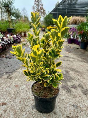 Euonymus japonica ‘Marieke’ (Kardinaalsmuts) OP=OP