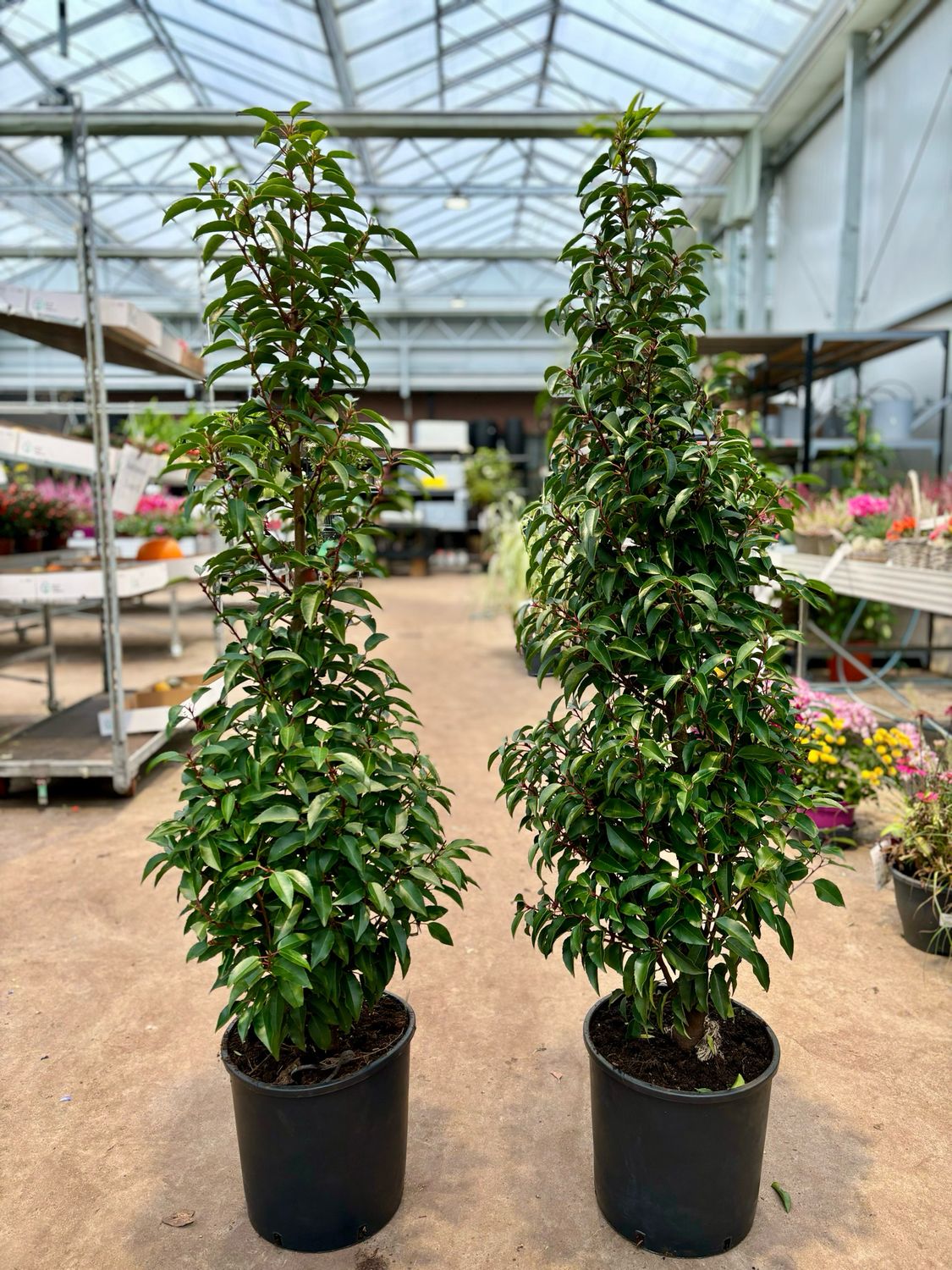 Prunus lusitanica 'Angustifolia' (Portugese laurier) OP=OP