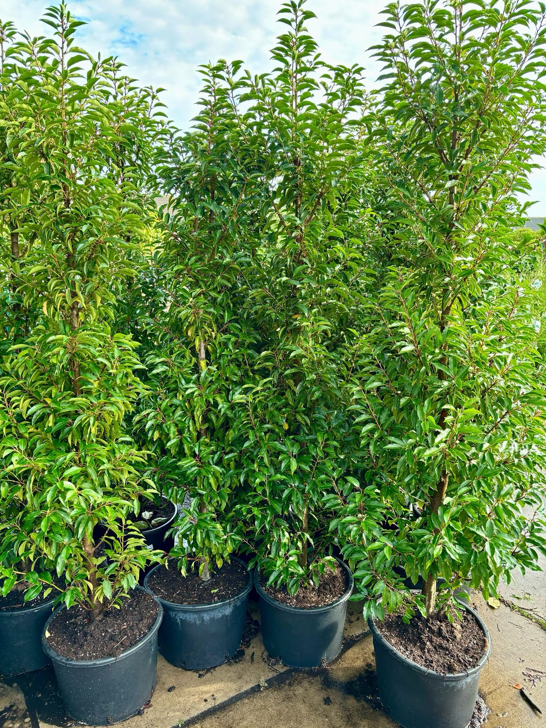 Prunus lusitanica 'Angustifolia' (Portugese laurier) OP=OP