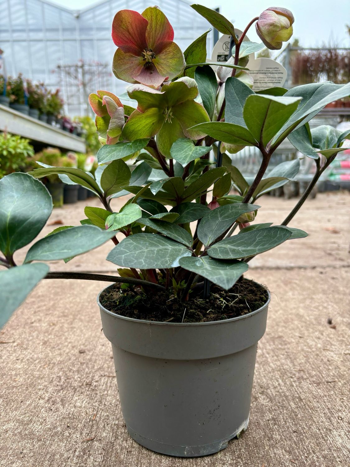 Helleborus x ericsmithii VIV 'Valeria (Kerstroos) OP=OP