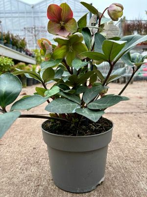 Helleborus x ericsmithii VIV 'Valeria (Kerstroos) OP=OP