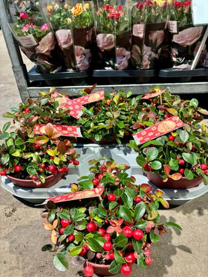 Gaultheria (Bergthee) OP=OP Gaultheria (Bergthee) OP=OP