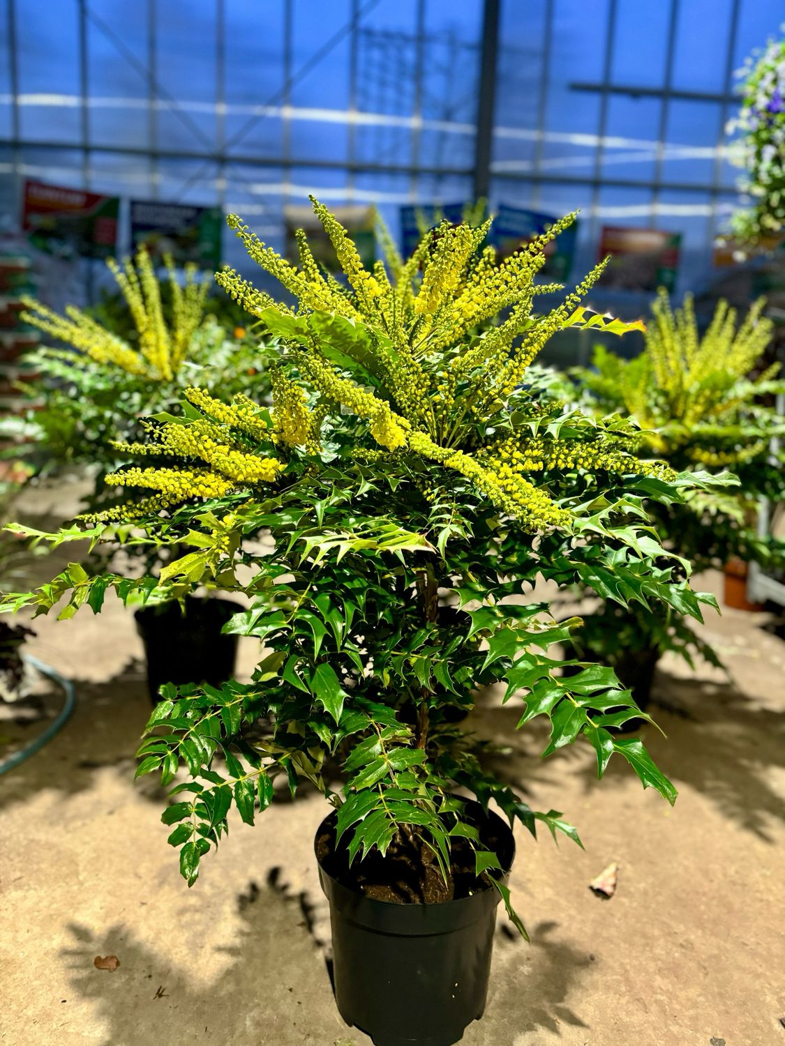 Mahonia media 'Winter Sun’ (Mahoniestruik) OP=OP