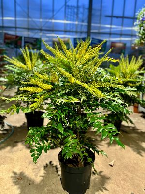 Mahonia media 'Winter Sun’ (Mahoniestruik) OP=OP