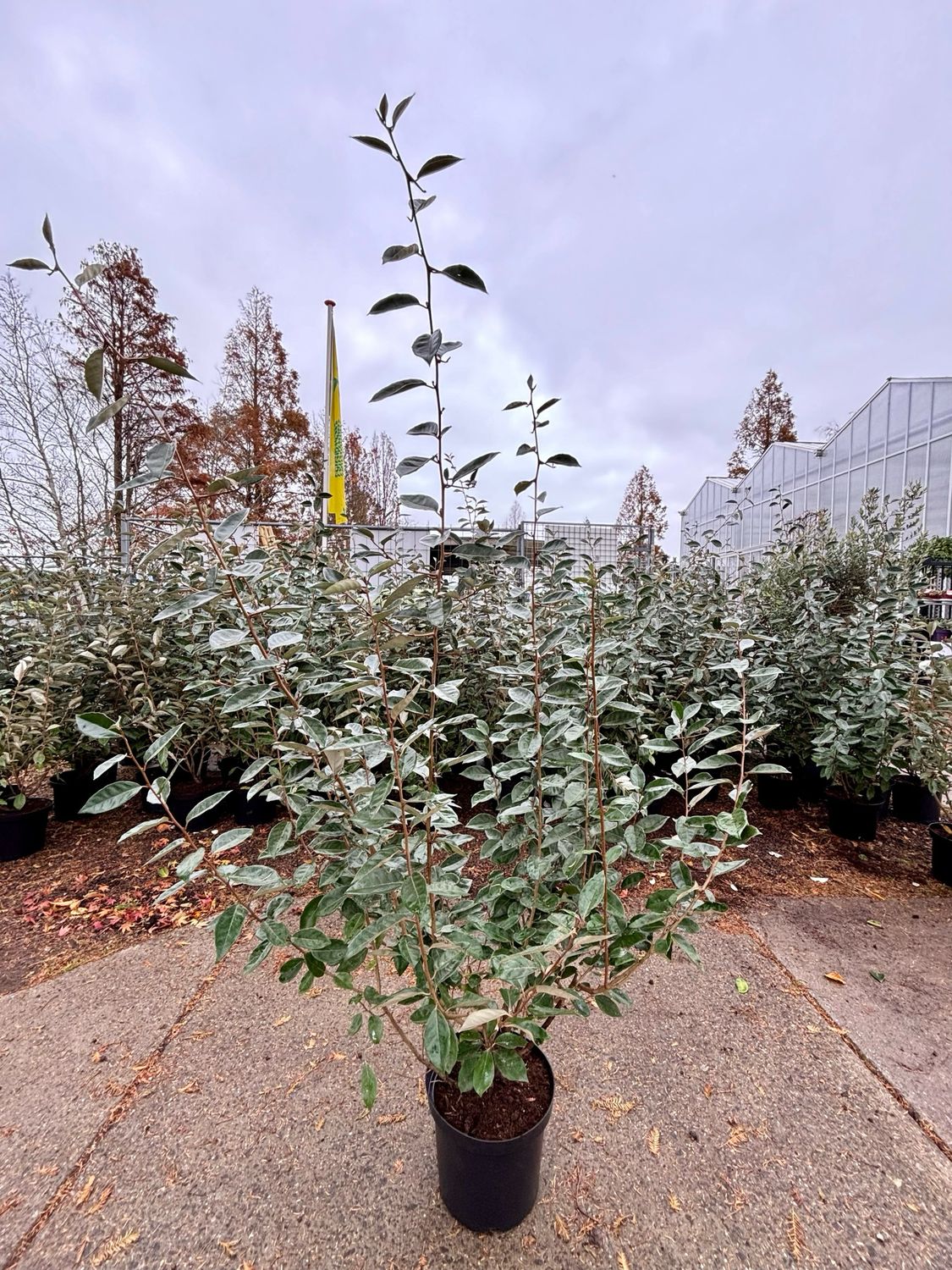 Elaeagnus(Olijfwilg) OP=OP