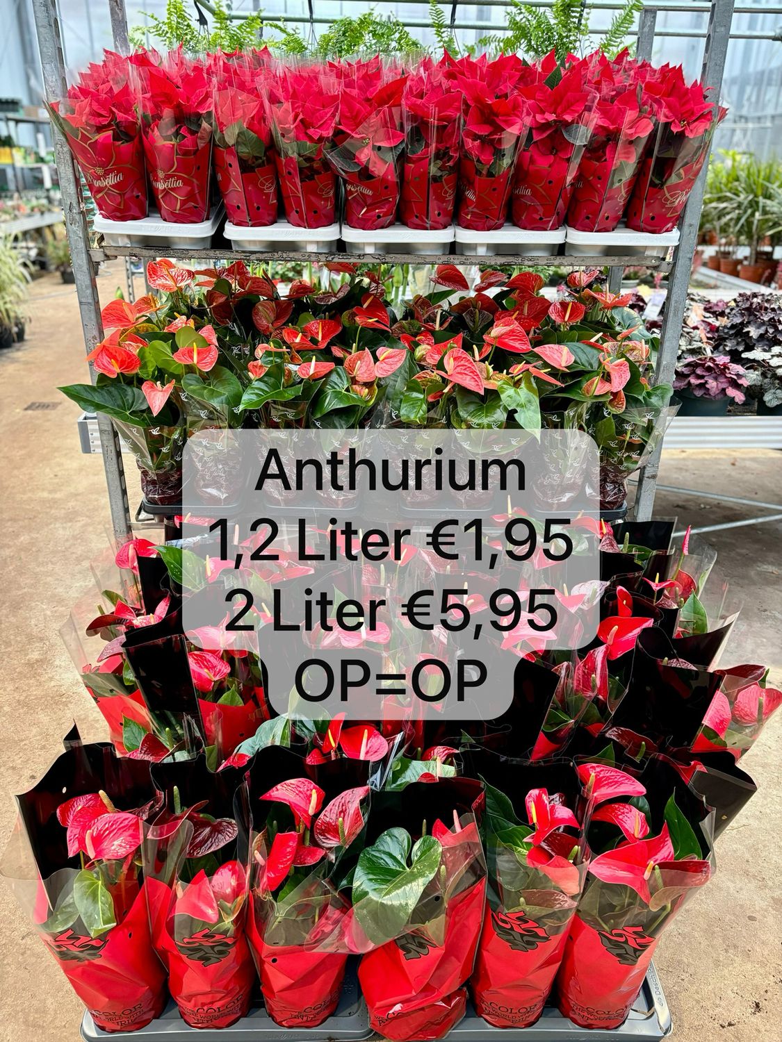 Anthurium (kamerplant) OP=OP