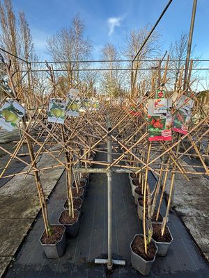 Fruitbomen leiboom Appel OP=OP