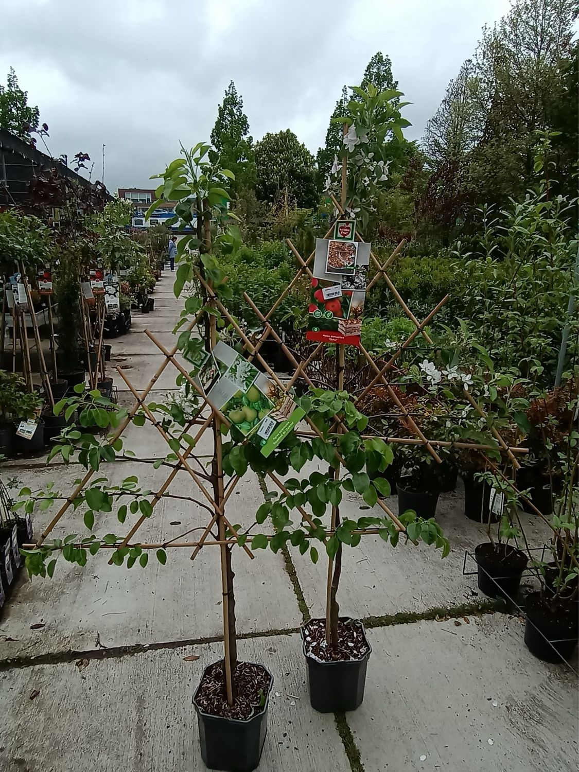Fruitbomen leiboom Kers OP=OP