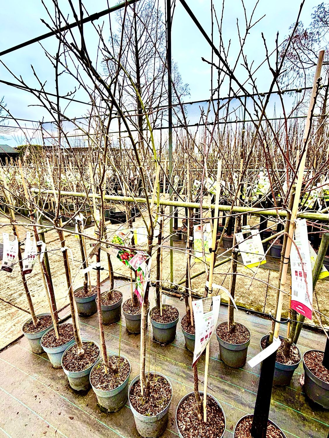 Fruitboom halfstam Pruim OP=OP