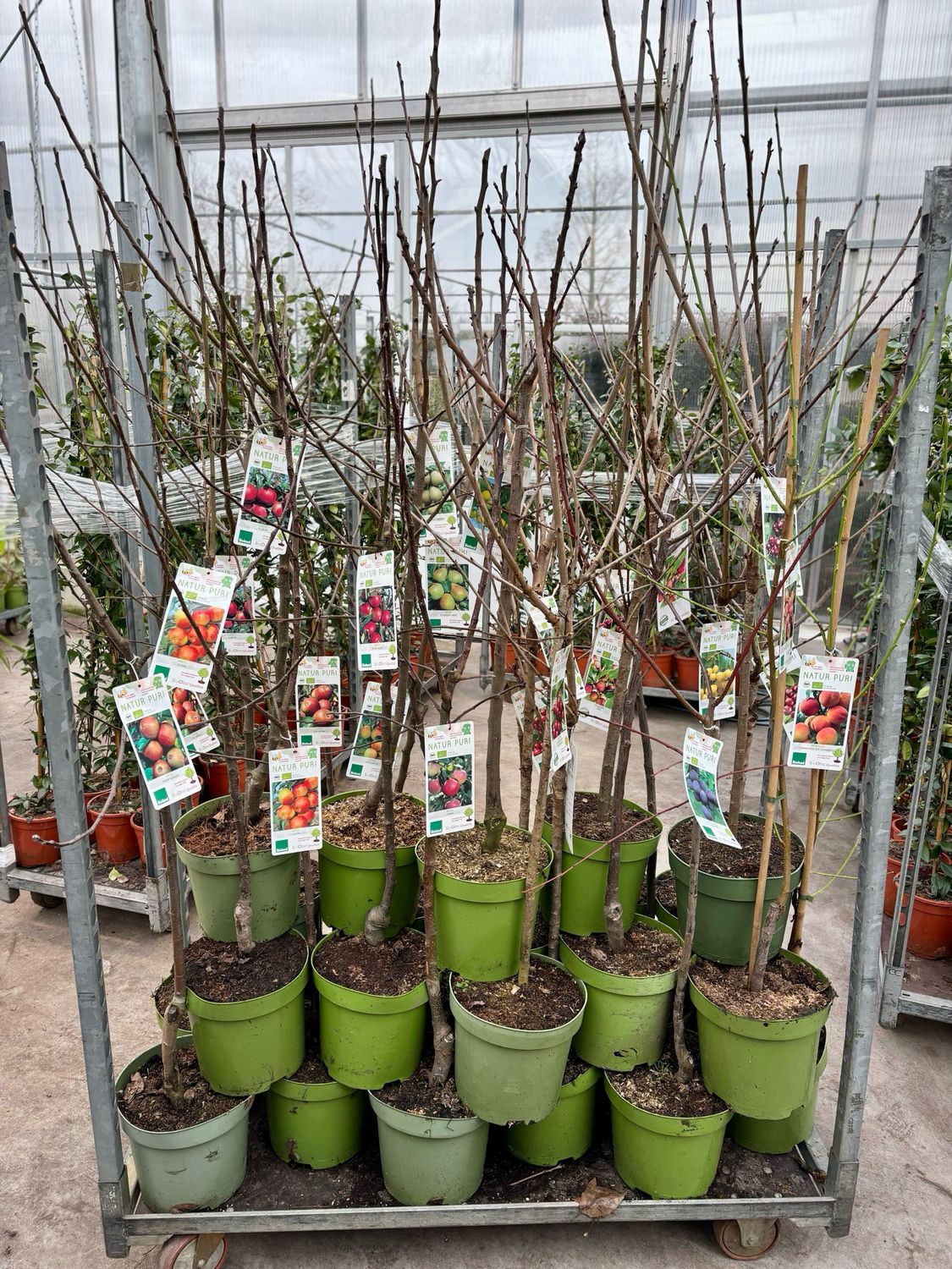 Fruitbomen Laagstam OP=OP