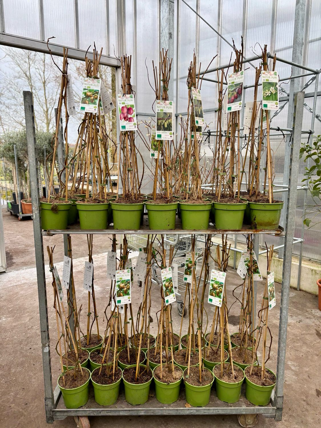 Kiwi plant OP=OP
