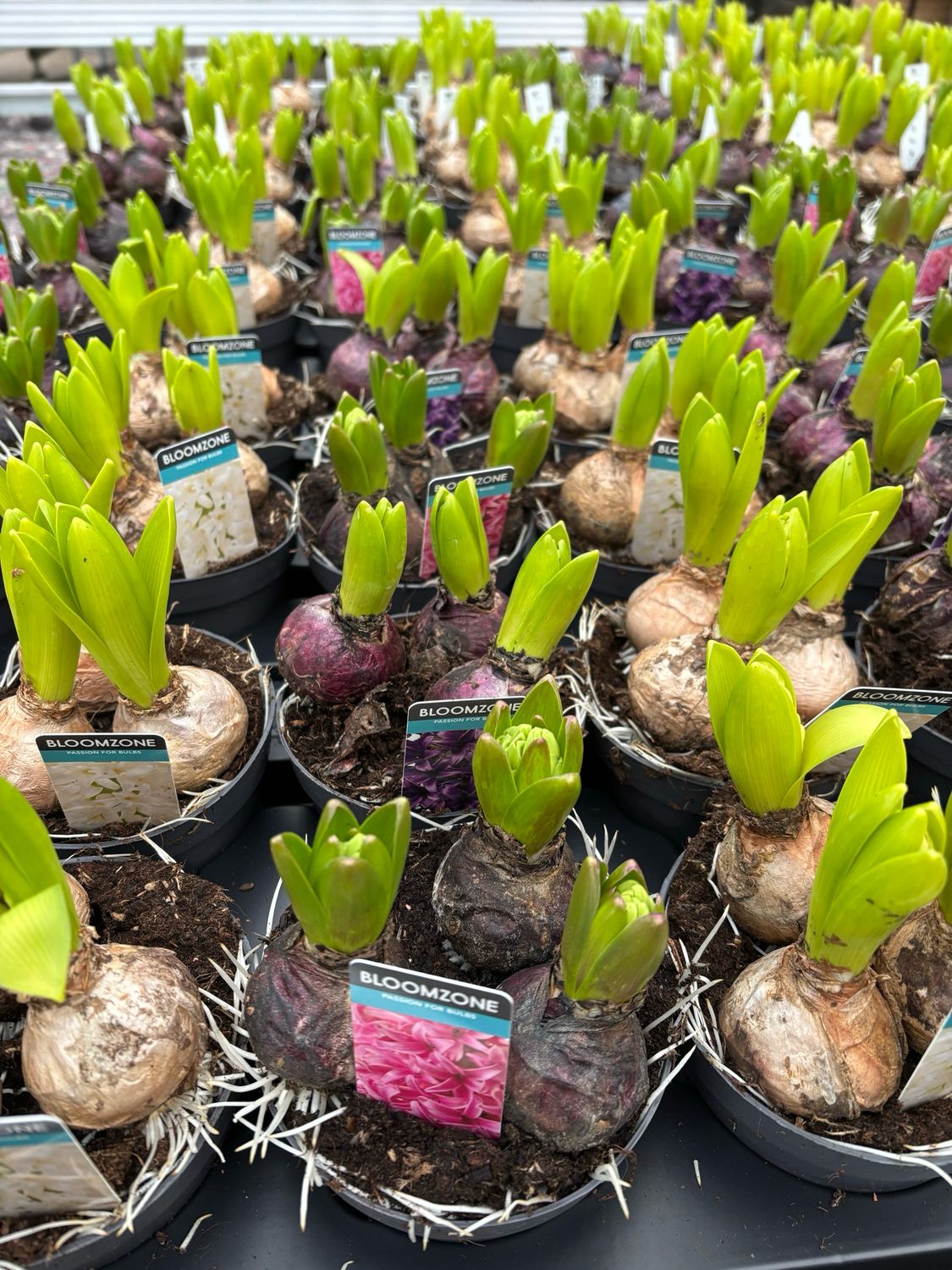 Hyacint bloembollen 3 kleuren OP=OP