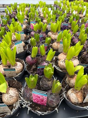 Hyacint bloembollen 3 kleuren 2 voor €1,50 OP=OP