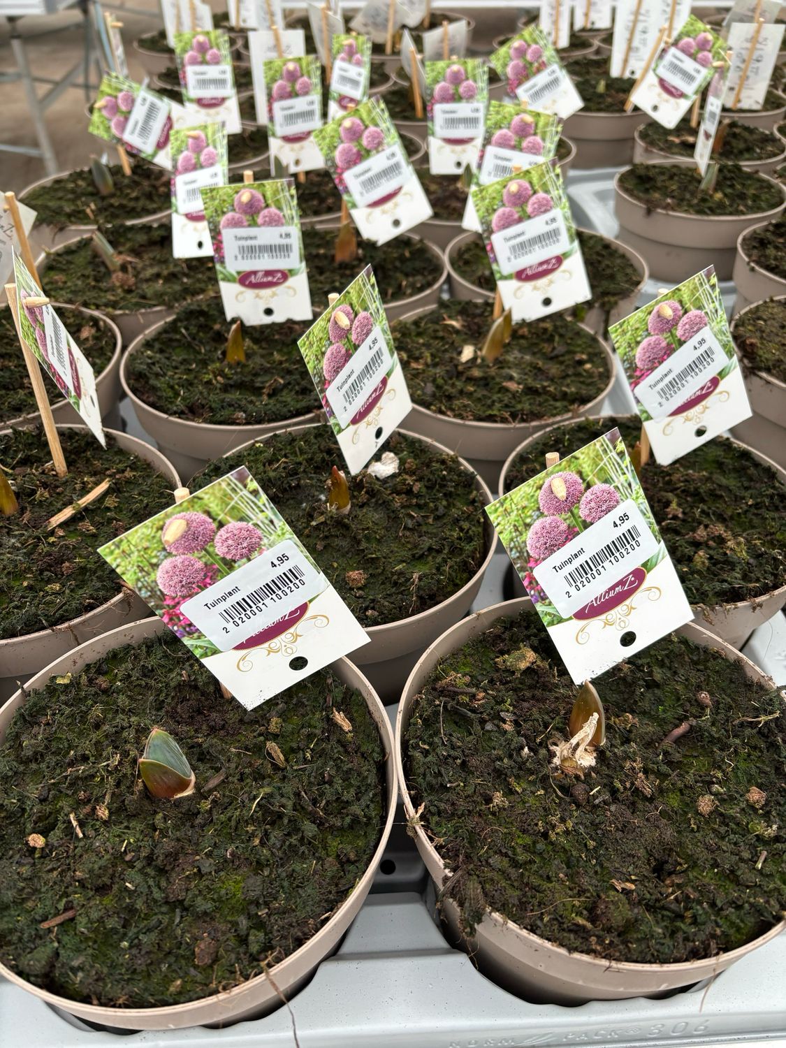 Allium (Sierui) OP=OP