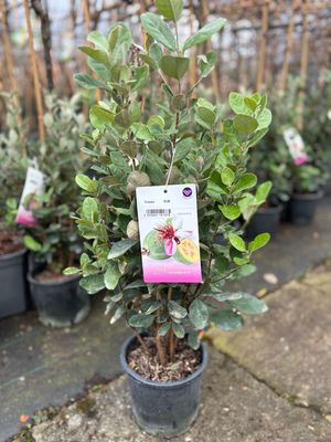 Ananasguave (Acca sellowiana) OP=OP