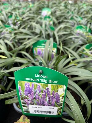 Liriope muscari ‘Big Blue’ (Leliegras) OP=OP