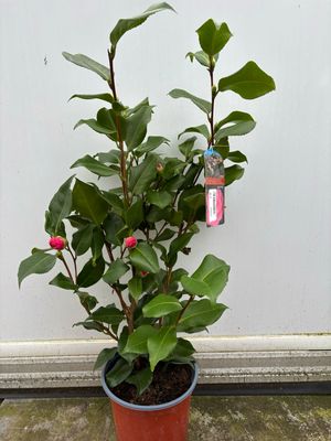 Camelia japonica roze (Camelia) OP=OP