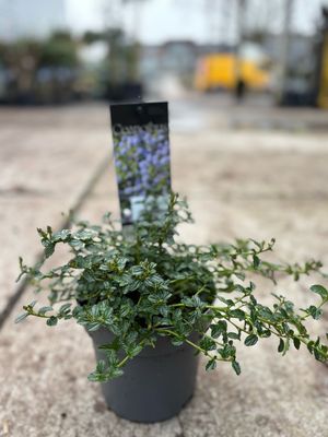 Ceanothus (Amerikaanse sering) OP=OP