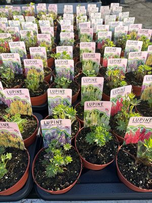 Lupine mix 4 voor €10
