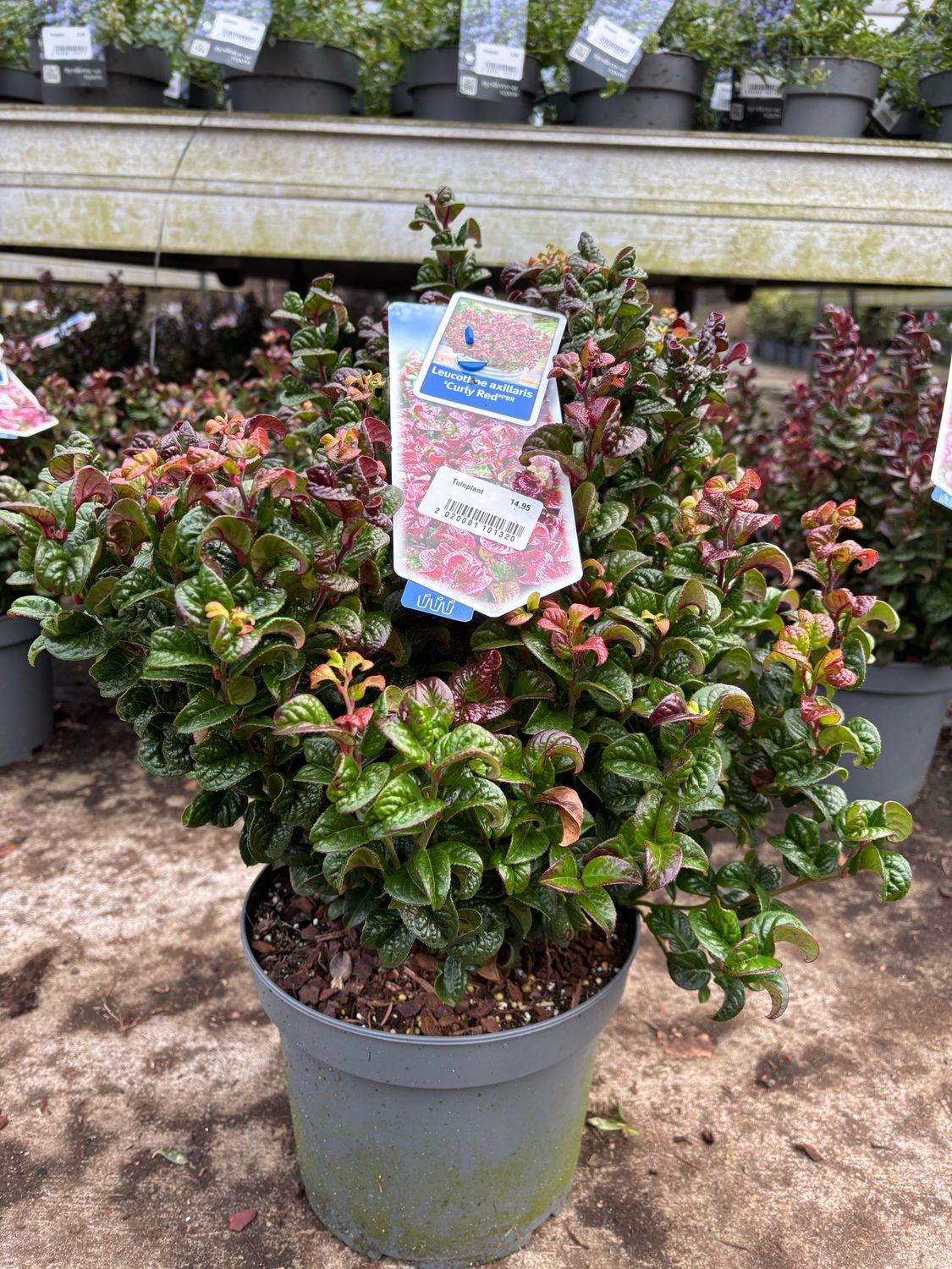 Leucothoe Curly Red (Druifheide) OP=OP