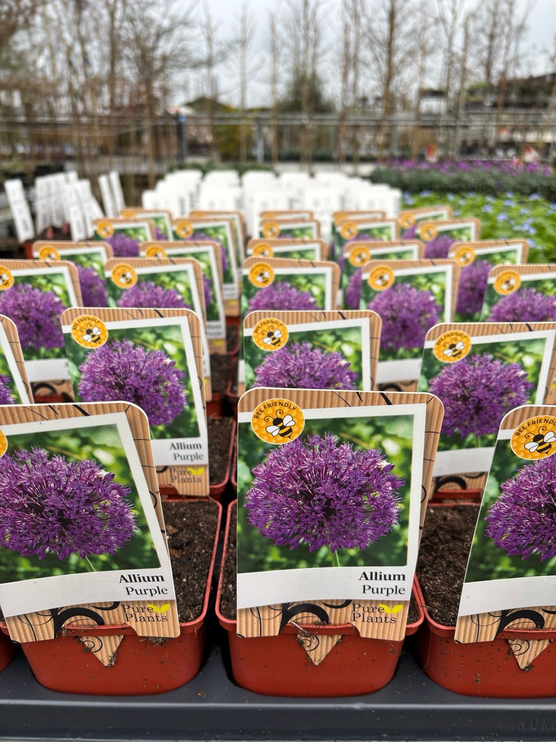 Allium (Sierui) 4 voor €10 OP=OP