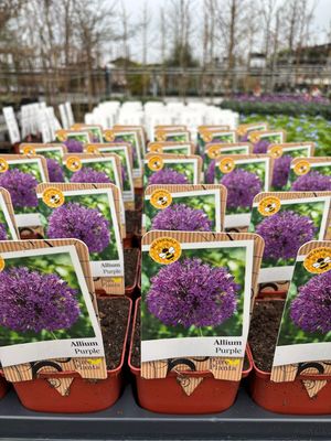 Allium (Sierui) 4 voor €10 OP=OP