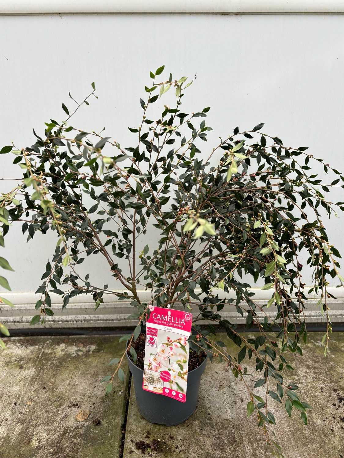 Camellia rosthorniana 'Cupido' (Camelia) OP=OP