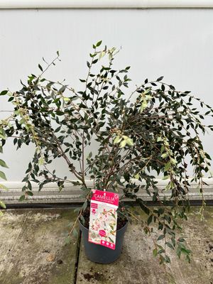 Camellia rosthorniana 'Cupido' (Camelia) OP=OP