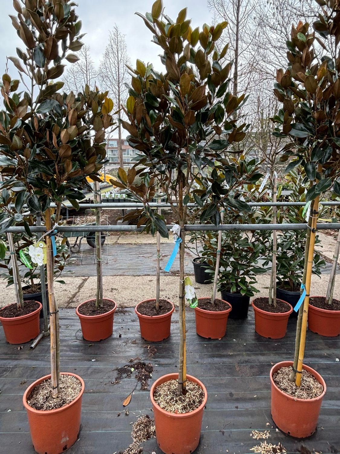 Magnolia grandiflora 'Little Gem' (Groenblijvende Magnolia)op stam OP=OP